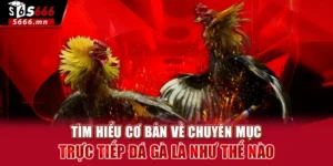 Trực Tiếp Đá Gà