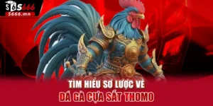 Đá Gà Cựa Sắt Thomo