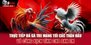 Trực Tiếp Đá Gà Tre